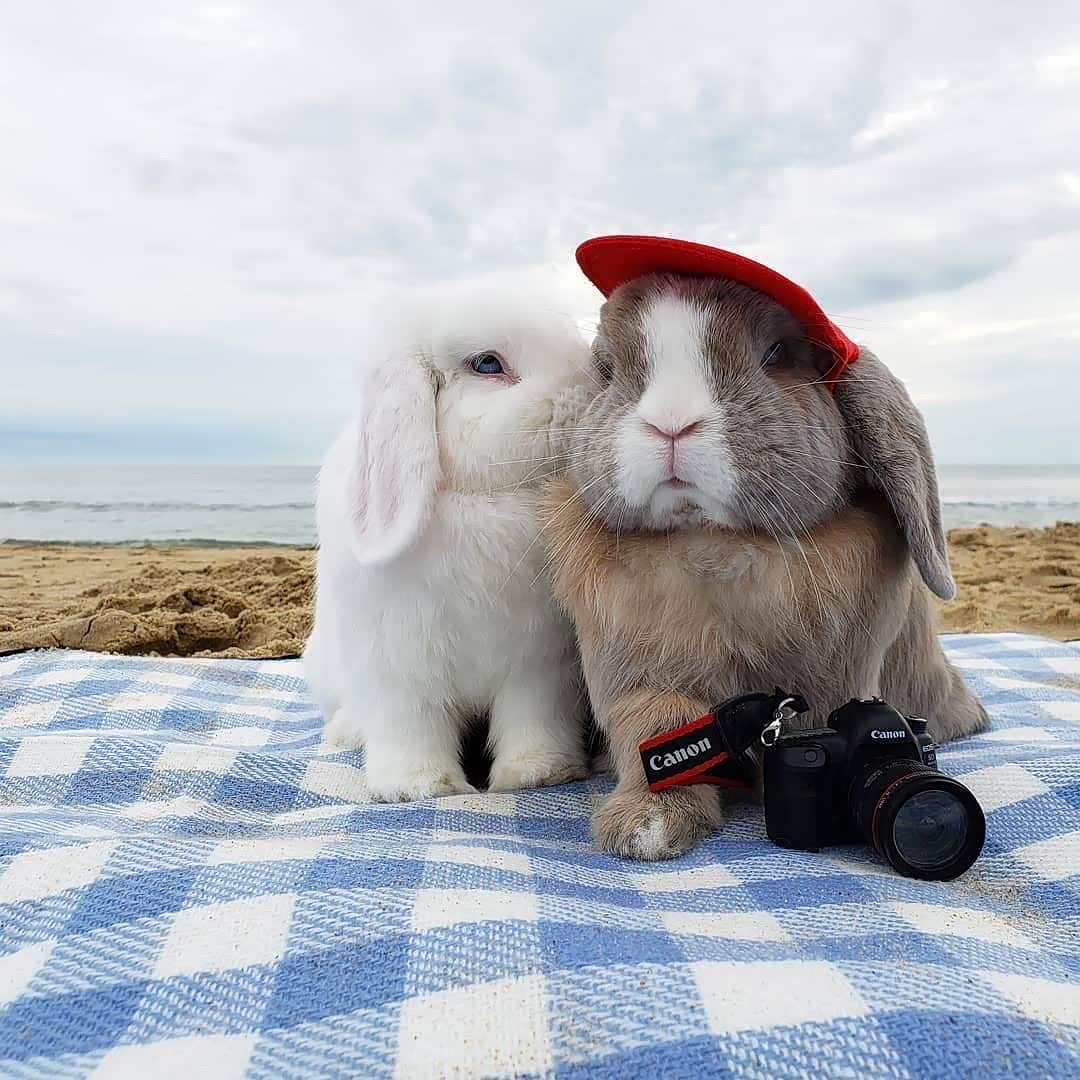 萌萌的两只小兔子好可爱.