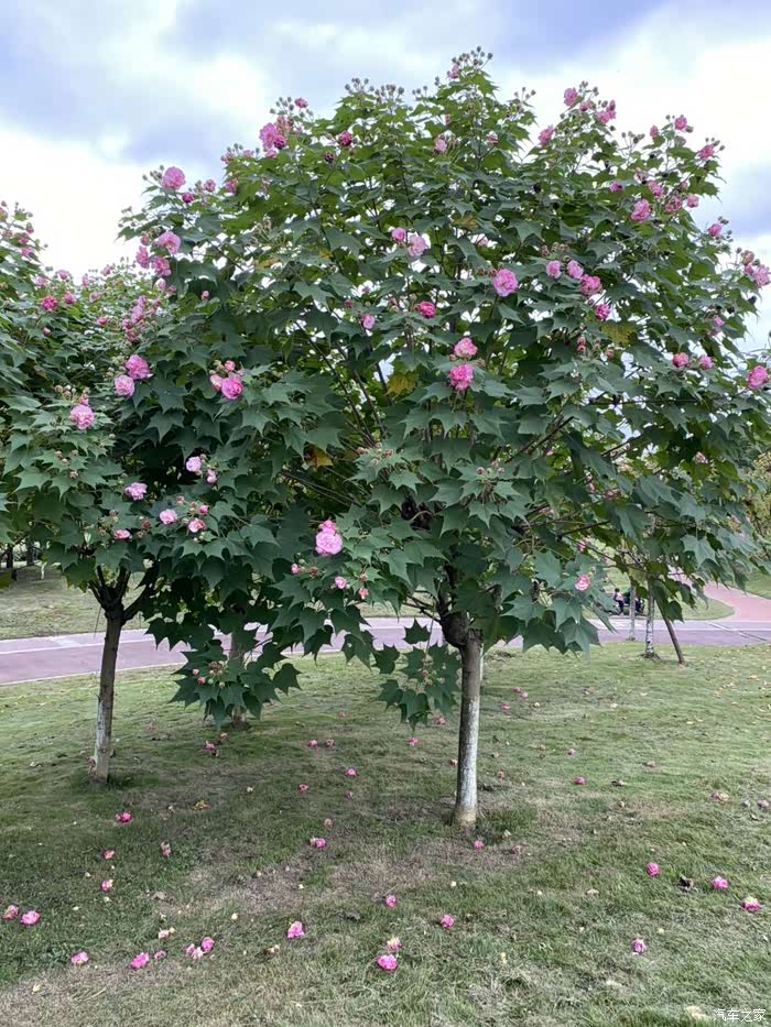 公园里面有很多的芙蓉树,这是郑志芙蓉花开的季节,正在尽情地绽放着.