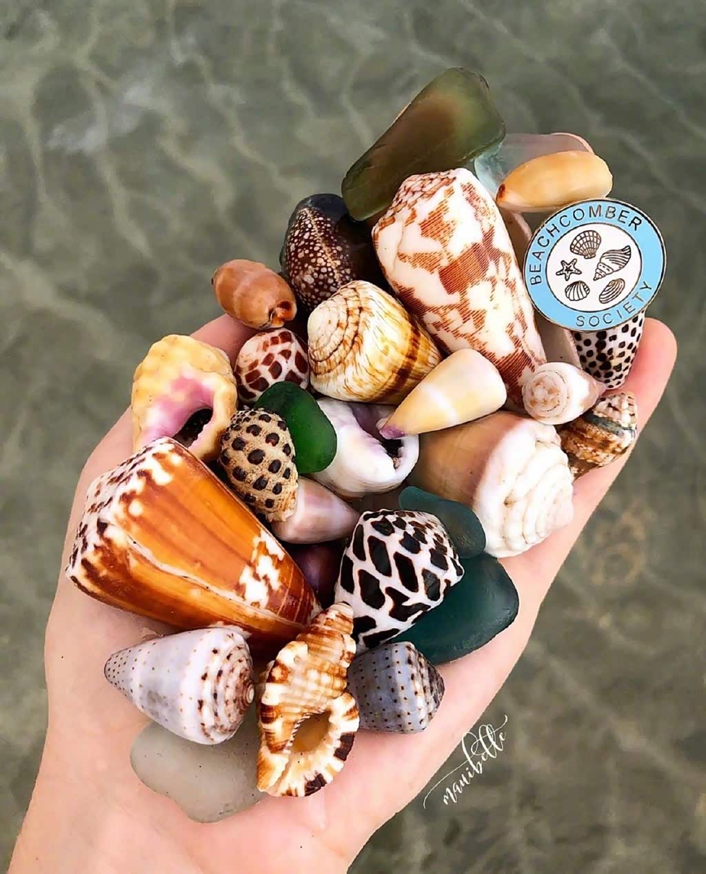 沙滩上的贝类好漂亮的