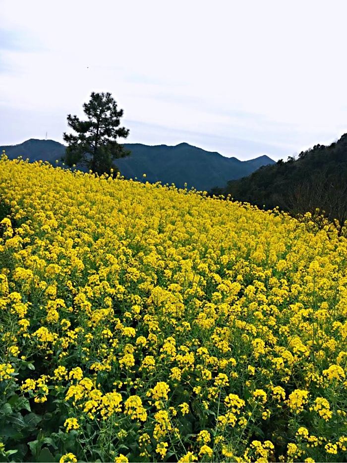 不負春光又是一年賞花季溫嶺油菜花