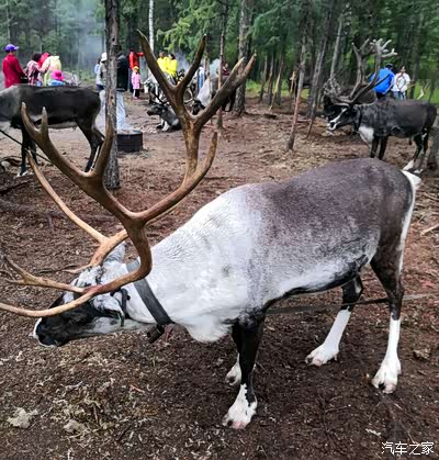 驯鹿角啊