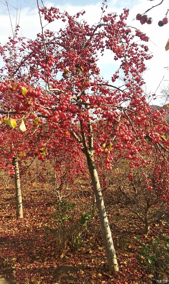丰收的季节海棠果红满了整棵树