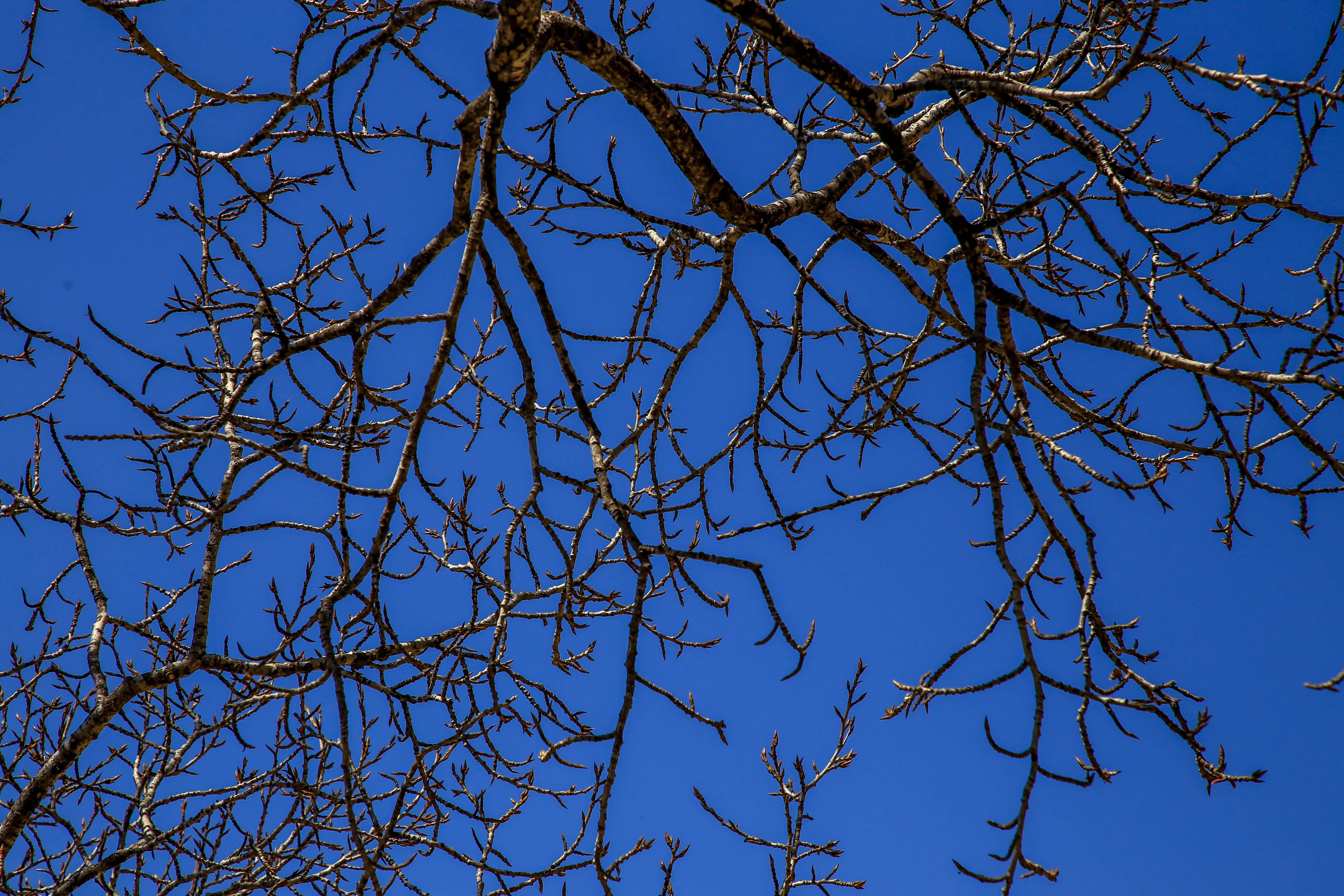 树枝交叉也幅风景画