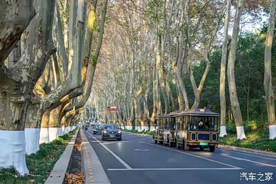 南京有条"绿色长廊",近百年历史的梧桐大道,景色美如爱情隧道
