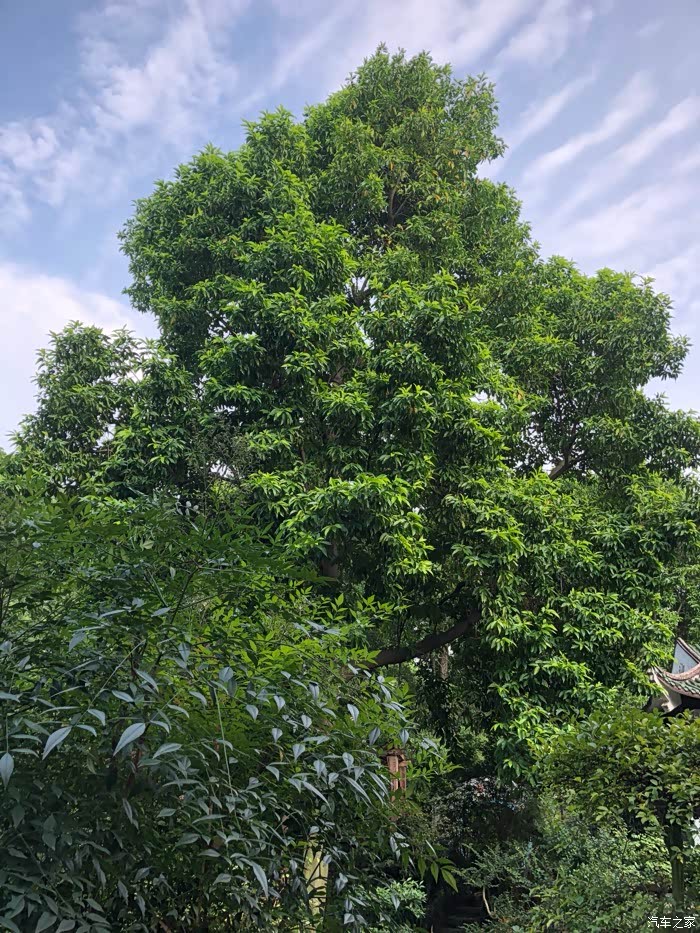 看这个盆景园里的黄角兰大树,就知道有些年月了.