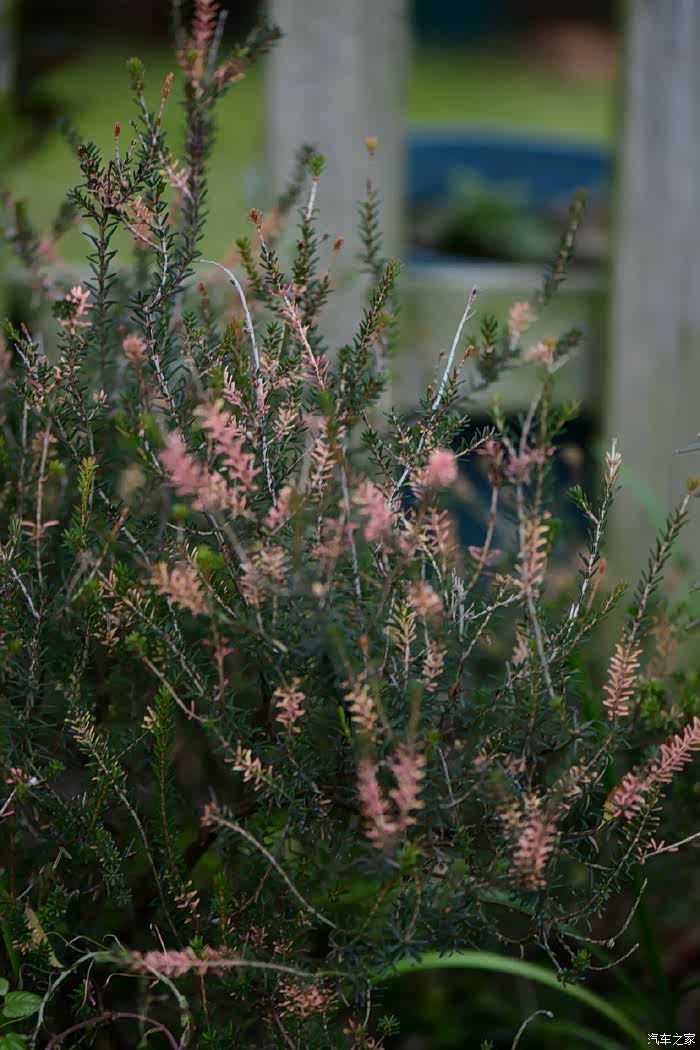 帚石楠,还是一小丛,没开花,杆子粉色的,也很好看!