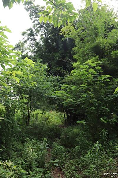 五月的山林,草木翠綠,家裡養了兩頭黃牛,每天都放養在林間.