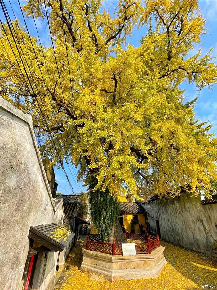 太平禅寺的冬天一棵银杏一座古寺一片金黄一方寂静