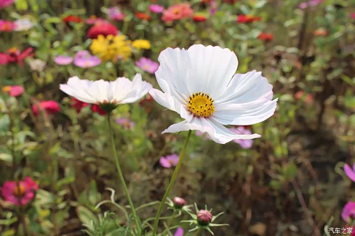 白色秋英也叫白色波斯菊
