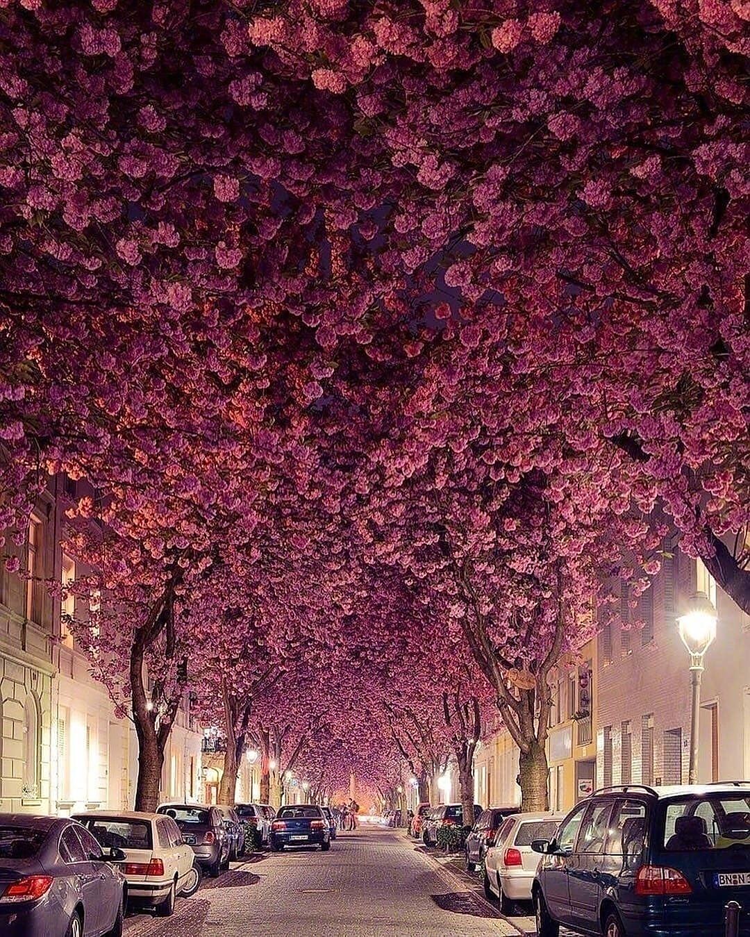 德国波恩 德国最适合拍照的樱花大道,浪漫至极