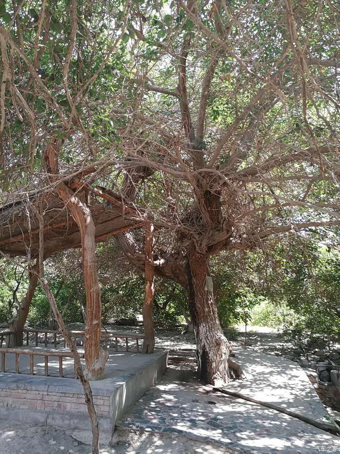 出门来,树下的亭子是维族聚会乘凉的地方