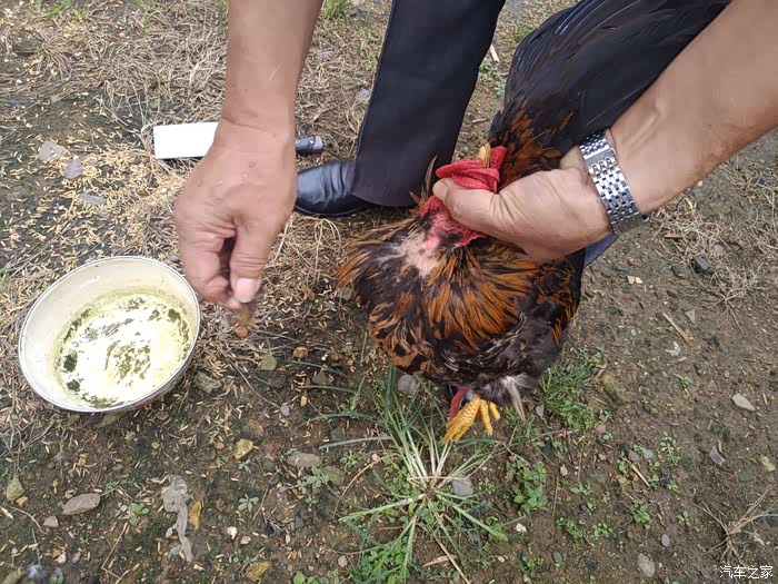 杀鸡是把鸡脖子毛拔干净,从脖子下刀.