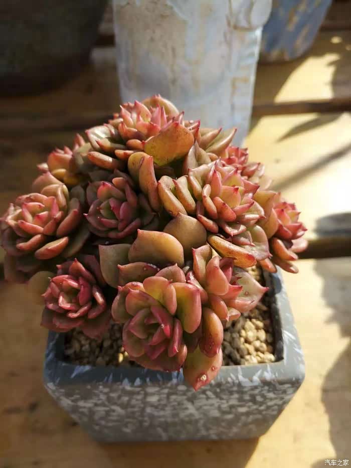 红化妆,叶片边缘在日照时间长,温差大的环境下易呈红色.