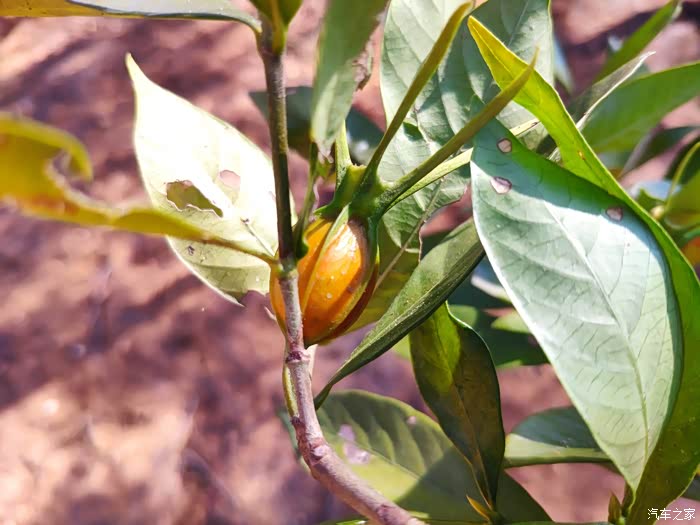 元旦假期摘栀子