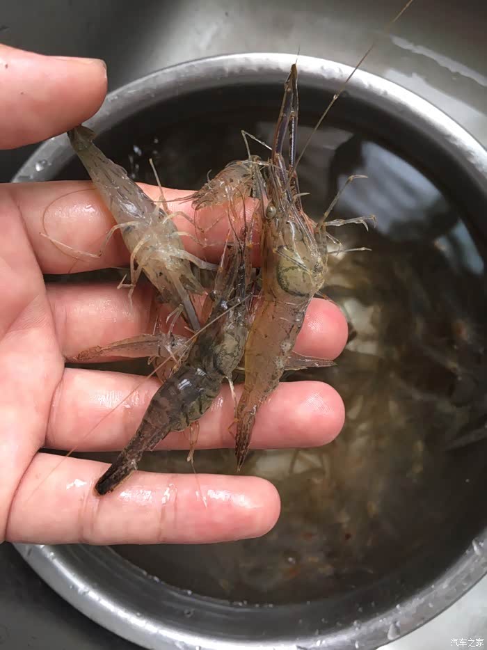 早上刚到的小青虾