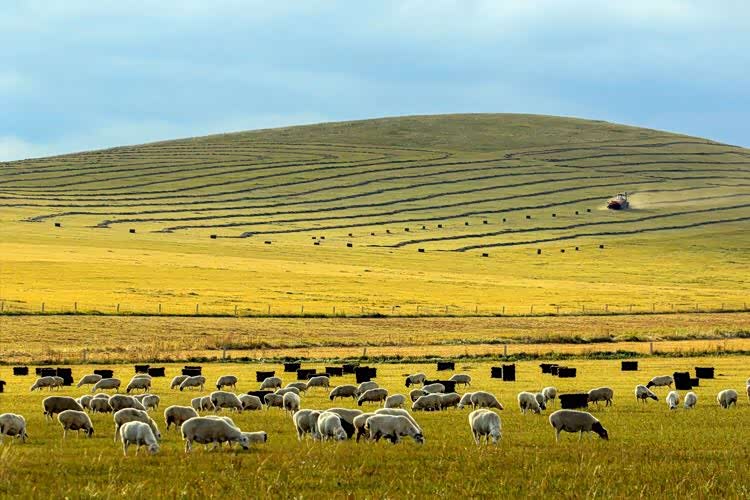 广阔天地间,草原风景宜,沉醉在金秋.