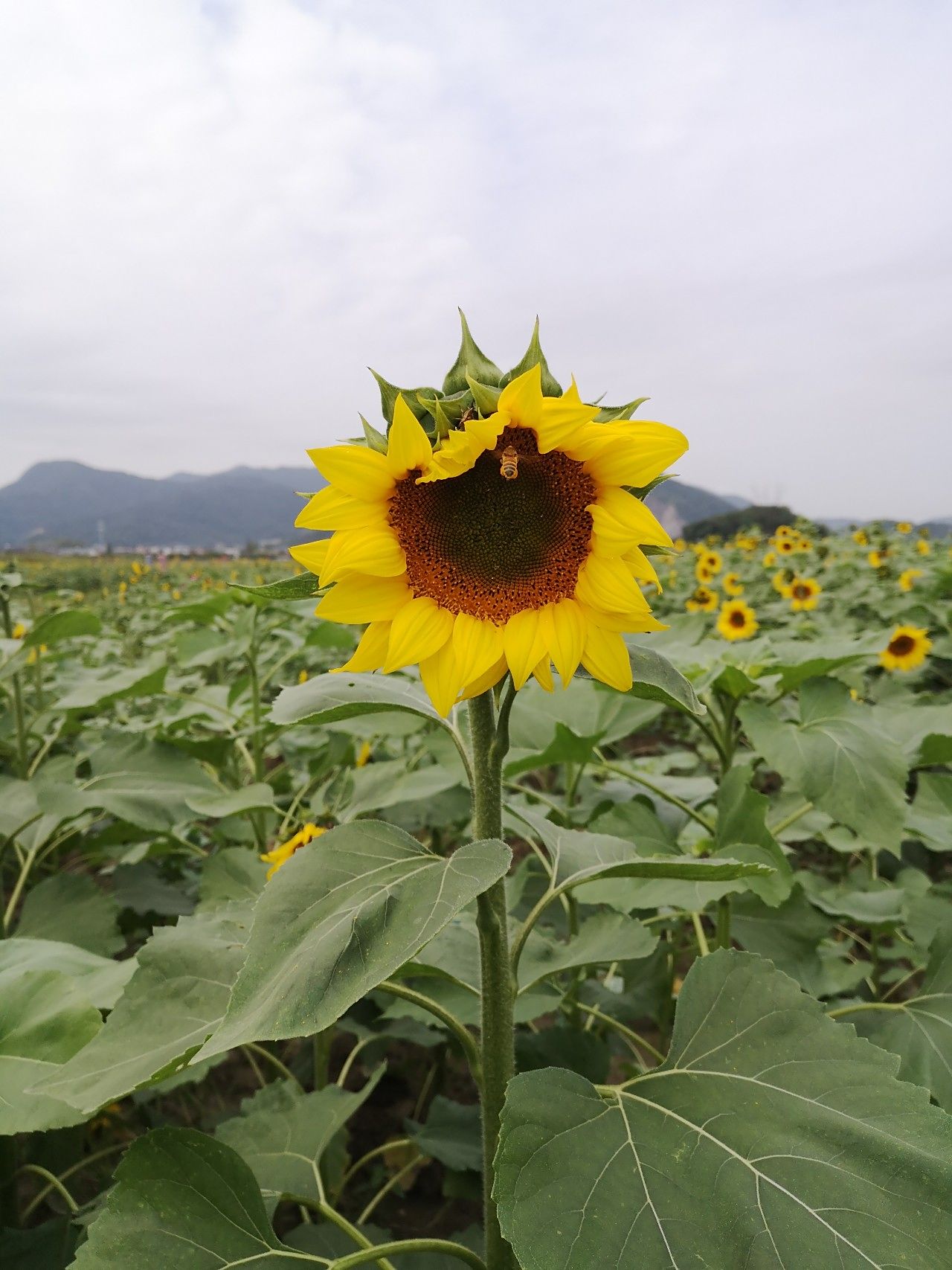 鉴湖风景区向日葵图片