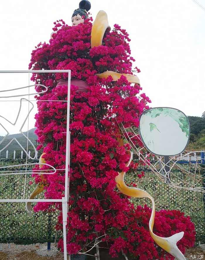 冷杉秋长花海影视基地