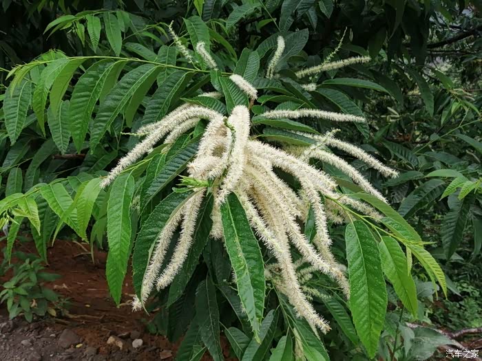 【独熊出没】2020端午踏青,小韭菜沟历险,浑江口界江游