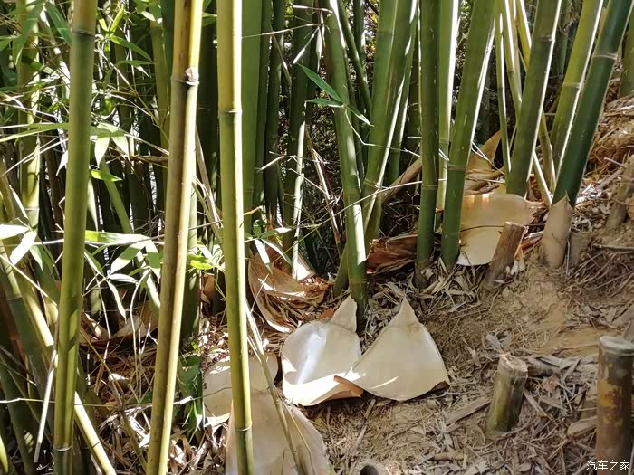 树荫下小二的身姿矫健