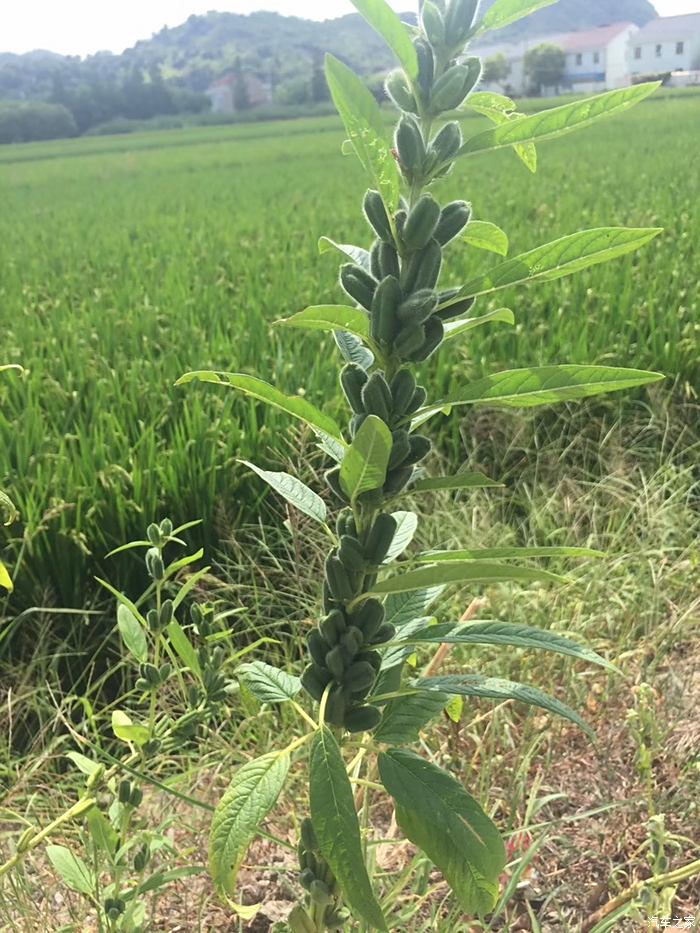 稻田旁邊小時候的芝麻桿也竄了出來,不知道是白芝麻還是黑子麻