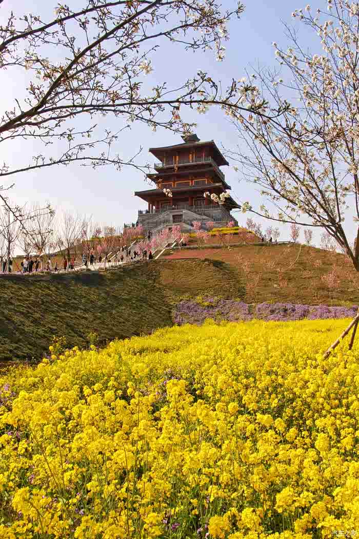 阳春三月共享自然郑州丰乐樱花园游记