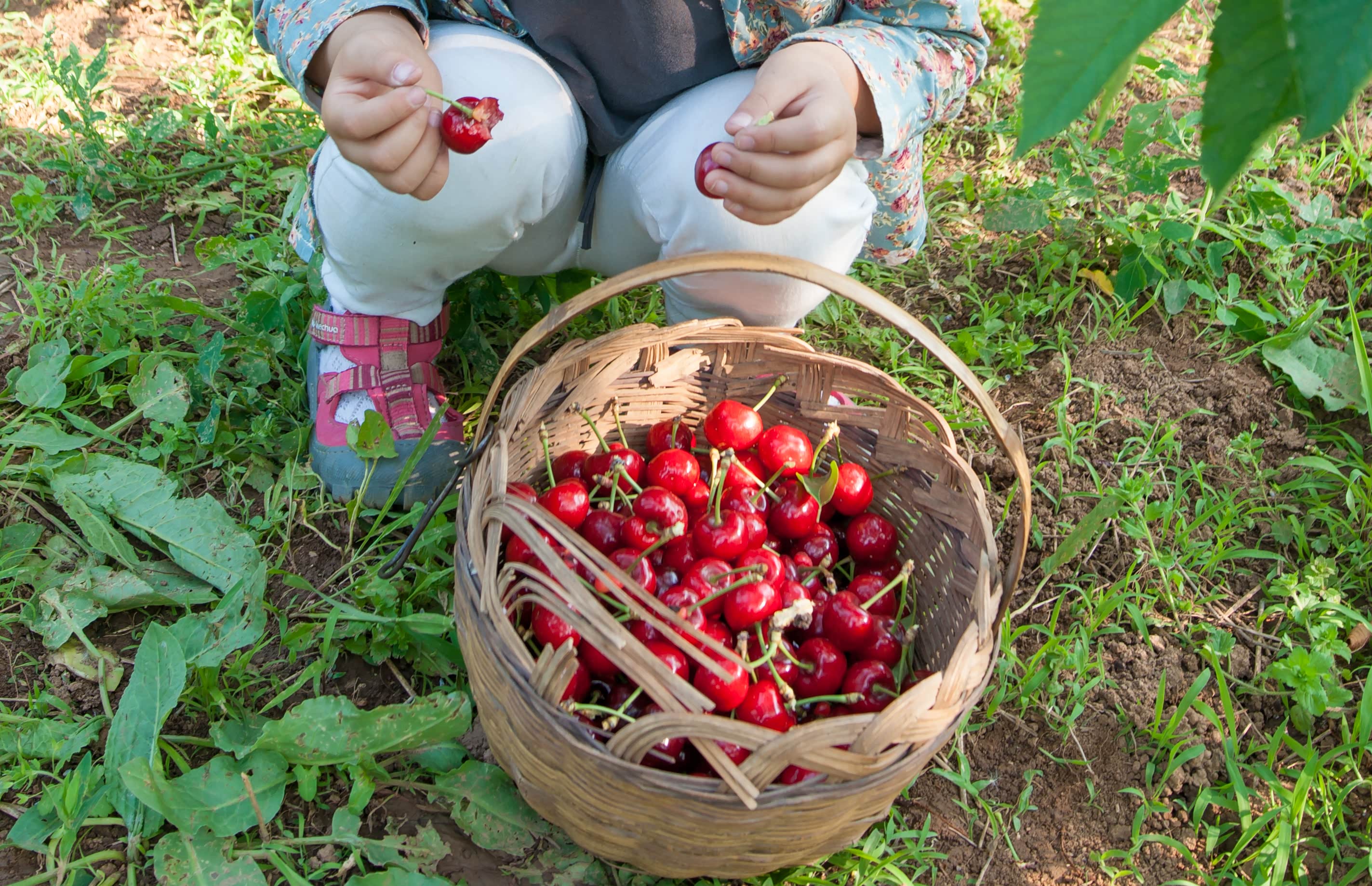 避暑生活双节为伴凉山州德昌县樱桃采摘
