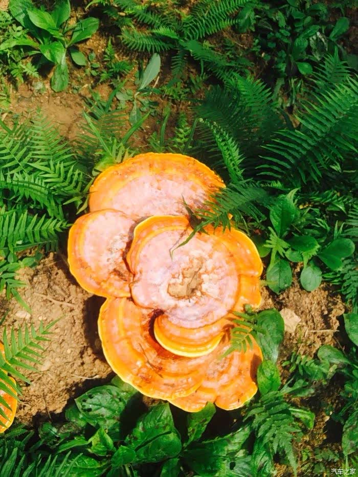这个就是灵芝菌,那长得像太阳一样,艳丽的很哦