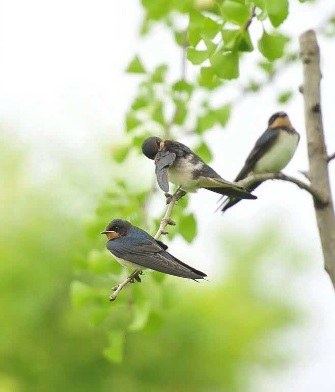 泥融飞燕子,沙暖睡鸳鸯
