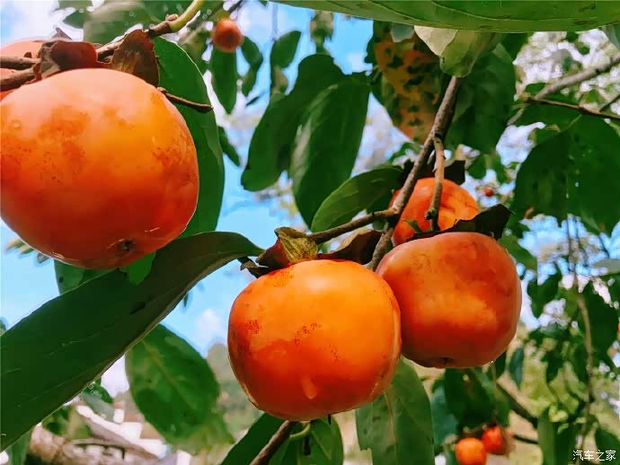 秋天成熟的季节,红通通的柿子和石榴挂在树上.