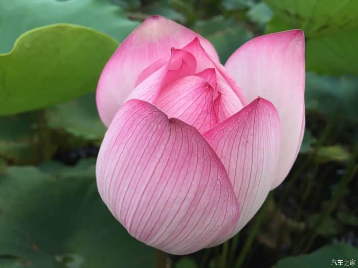 "荷"你"藕"遇——与劲炫同赏万亩荷花