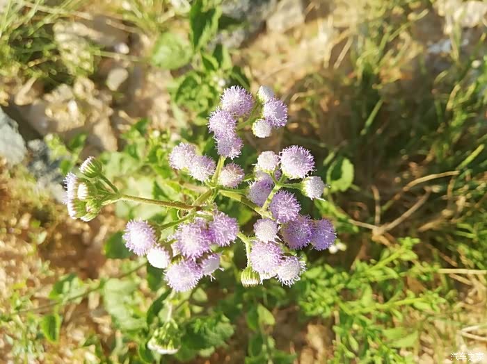 农村的臭草花,听说有药用的!
