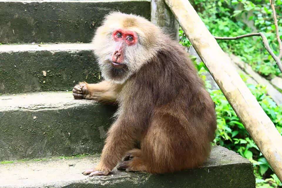黄山短尾猴是藏酋猴的亚种之一,属灵长类动物