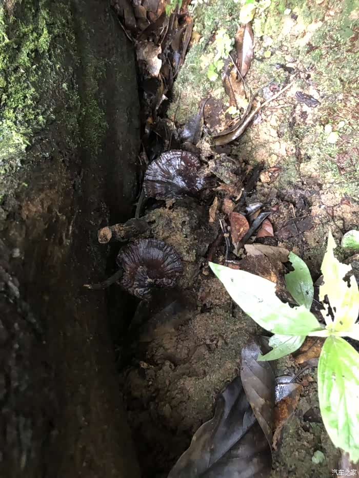 采摘红色精灵——杨梅