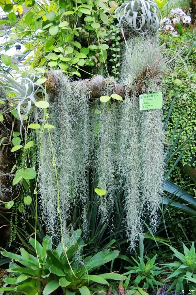 松萝凤梨像一顶假发,像一团胡须,高悬在半空中