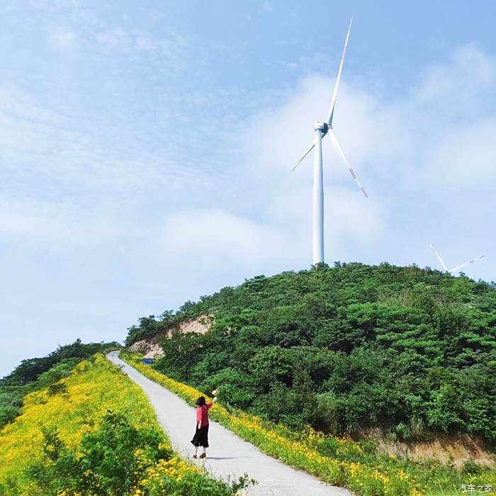 週末短途寧波最美風車公路白巖山花漾人間