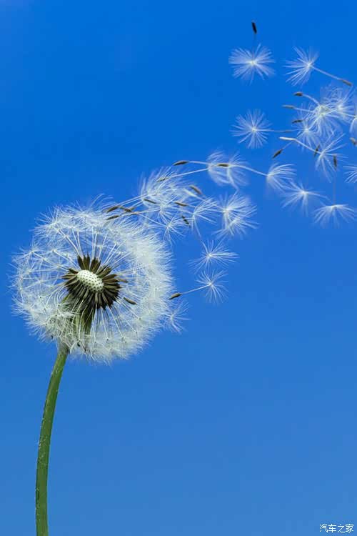 蒲公英的智慧,风吹即飘扬,风平则静安.不需言尽,一切随缘!