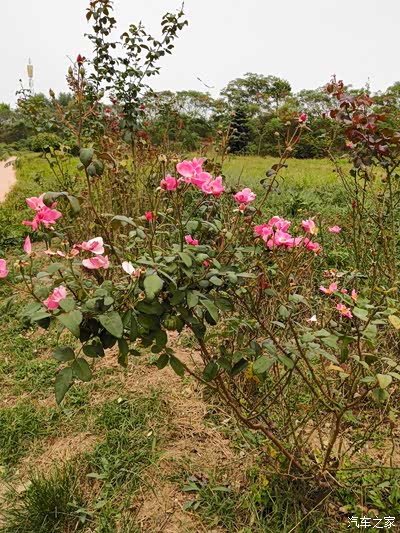 行走的花花草草的小路上