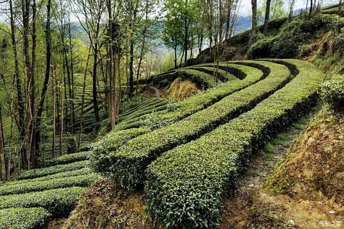 云台山茶园风光~林中有茶,茶中有林