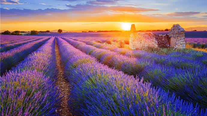 薰衣草的世界 ,鲜花的海洋.唯美浪漫,今生无憾.