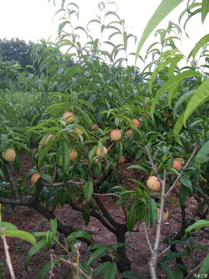 片桃林,树上结满了桃子,那么,那么红,那么诱人,个个鲜红嫩绿桃子挂在