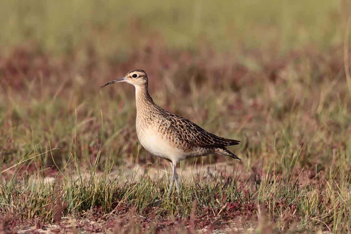 内蒙古呼伦贝尔大草原呼伦湖保护区小鸟们自在生活中