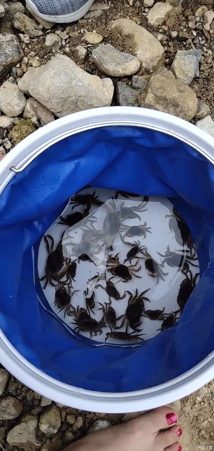 这是今天在小溪沟里赤脚摸的小螃蟹.