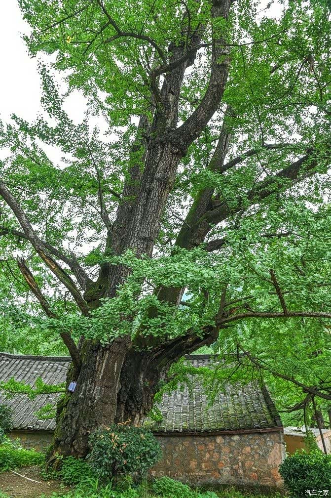 600年的古银杏树