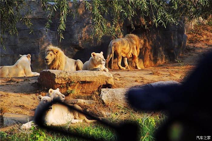 【圖】【人·車·生活】北京野生動物園自駕遊_天津論壇_汽車之家論壇