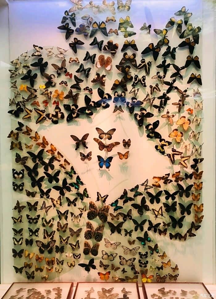 蝴蝶标本!