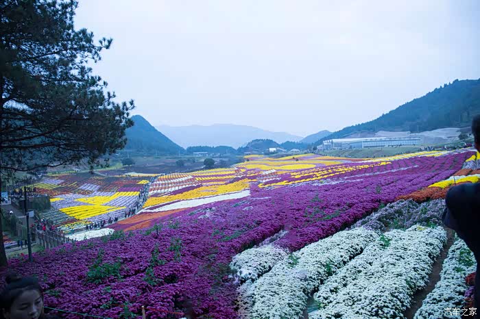 座标凯里麻江县宣威镇药谷江村花海