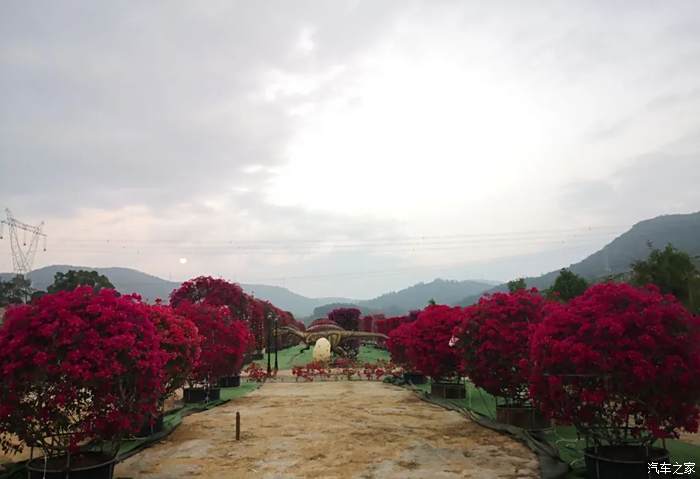 惠阳秋长花海影视基地图片