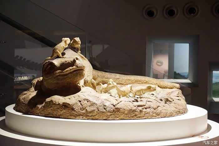 身体外形呈流线型近观混鱼龙标本