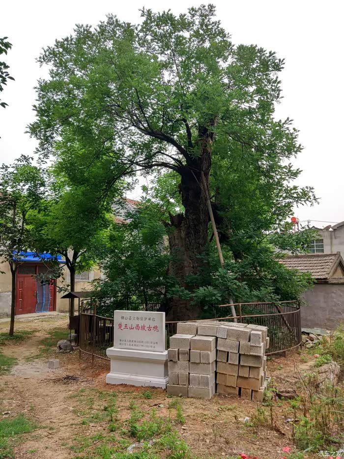 大彭王楼村楚王山西坡的古槐树,相传是唐代时期种植的,当人称它唐槐